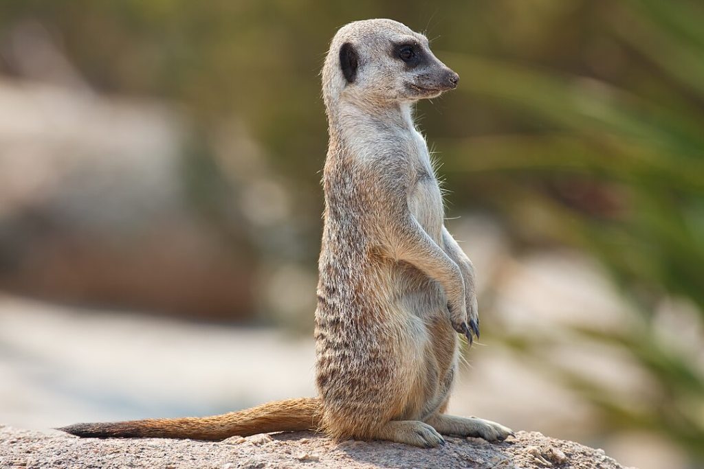 Συστήματα συναγερμού Meerkat zone